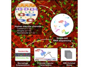 Single-cell transcriptomics in normal and AMD choroid