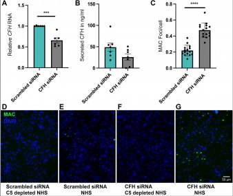 Knockdown of CFH increases membrane attack complex deposition Knockdown of CFH increases membrane attack complex deposition